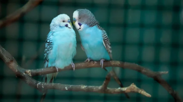 Loros Del Amor Dos Loros Están Uno Lado Del Otro —  Fotos de Stock