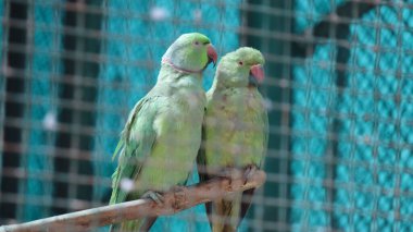 Yeşil papağan çiftler halinde aşk modunda loş bir noktada. Bulanık arkaplanlı
