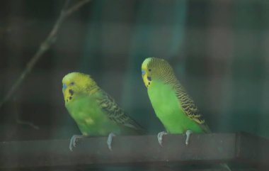 yeşil papağan kuşları bir ağaç dalında oturuyorlar. Bulanık arkaplanlı