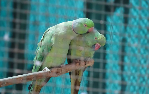 Burung Beo Hijau Berpasangan Dalam Suasana Hati Yang Sedikit Redup — Stok Foto