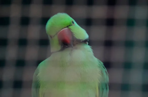 Hafif Loş Bir Noktada Yeşil Bir Papağan Bulanık Arkaplanlı — Stok fotoğraf