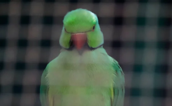 Hafif Loş Bir Noktada Yeşil Bir Papağan Bulanık Arkaplanlı — Stok fotoğraf