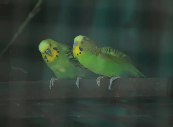 Aves Color Verde Periquito Están Sentados Una Rama Árbol Con — Foto de Stock