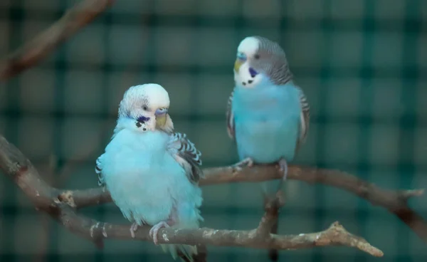 Світло Блакитні Птахи Папуги Сидять Гілці Дерева Розмитим Тлом — стокове фото