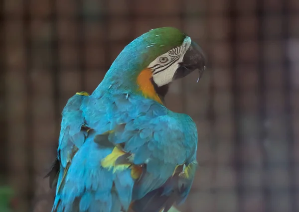 Papağan Biraz Solgun Bir Noktada Bulanık Arkaplanlı — Stok fotoğraf