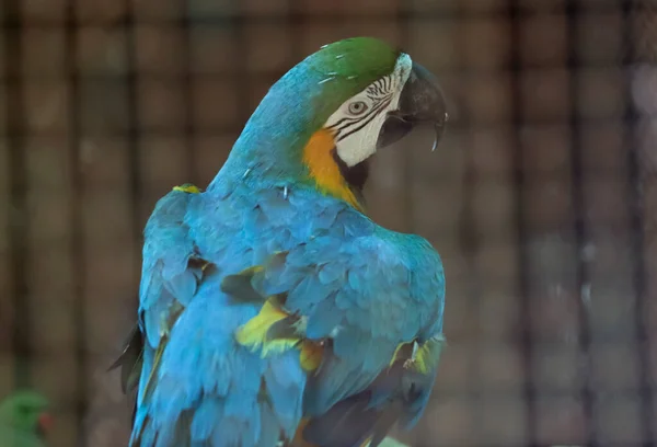 Loro Guacamayo Con Fondo Borroso —  Fotos de Stock