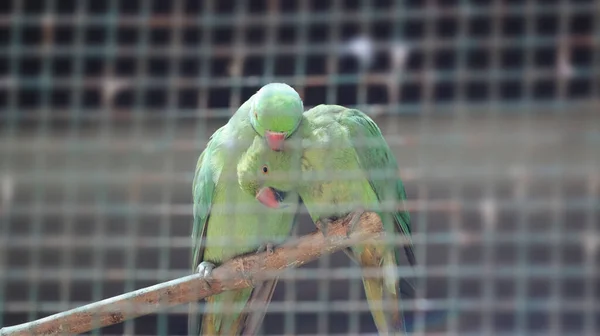 Green Parrot Pairs Slightly Dim Spot Love Mood Blurred Background — Stock Photo, Image