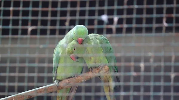 Papagaio Verde Pares Uma Mancha Ligeiramente Escura Humor Amor Com — Fotografia de Stock