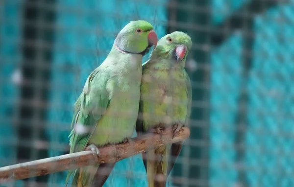 Loro Verde Pares Punto Ligeramente Oscuro Con Fondo Borroso — Foto de Stock