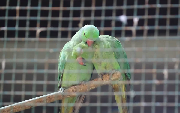Yeşil Papağan Çiftler Halinde Aşk Modunda Loş Bir Noktada Bulanık — Stok fotoğraf
