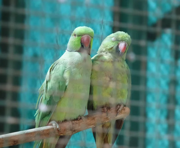 Πράσινος Παπαγάλος Ζευγάρια Ένα Ελαφρώς Αμυδρό Σημείο Θολό Φόντο — Φωτογραφία Αρχείου