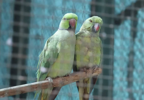 Зелений Папуга Парами Трохи Тьмяній Плямі Розмитим Тлом — стокове фото