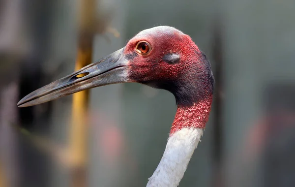 Indiánský Jeřáb Sarus Velkým Zobákem Rozmazaným Pozadím — Stock fotografie