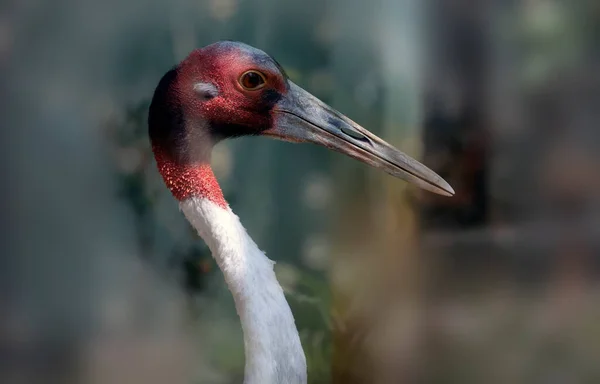 印度沙鲁斯鹤脖子和头大喙 背景模糊 — 图库照片