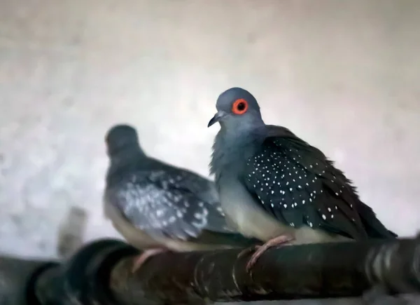 Small Type Pigeon Orange Ring Eye Type Pigeon Know Blurred — Stock Photo, Image