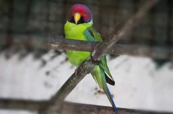 Cabeça Vermelha Papagaio Verde Está Sentado Galho Árvore Com Fundo — Fotografia de Stock