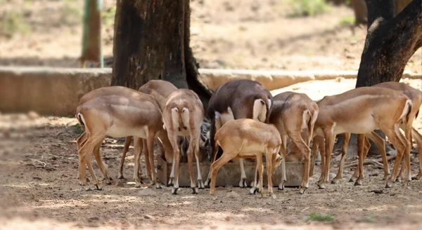 Herd Deer Eats Food Blurred Background — Stock Photo, Image