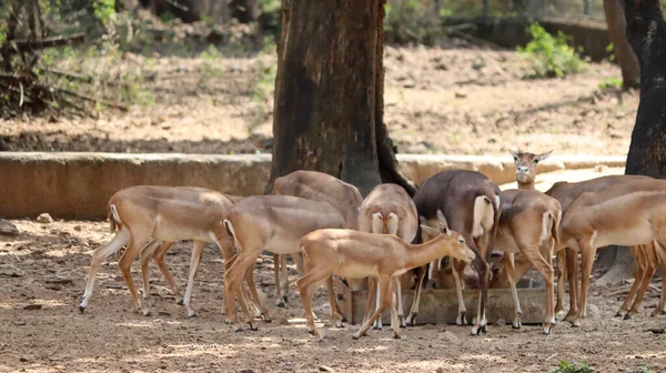 Herd Deer Eats Food Blurred Background — Stock Photo, Image