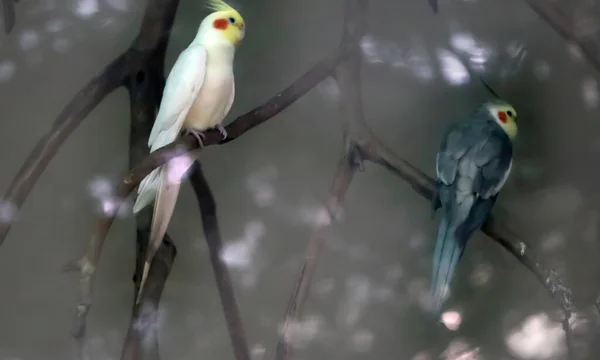 Всередині Скляного Папуги Пари Птахів Сидять Гілці Дерева Розмитим Тлом — стокове фото