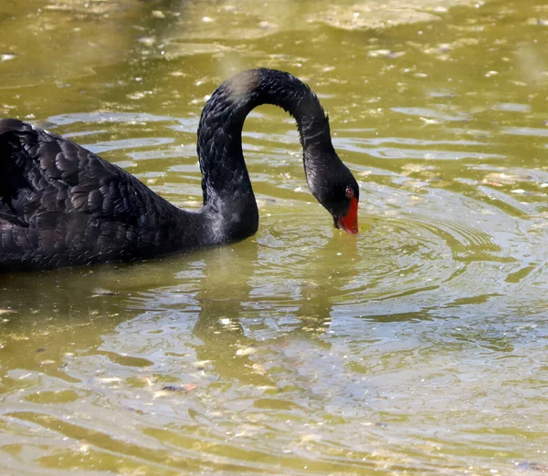 Cisne Negro Está Agua Con Fondo Bur — Foto de Stock