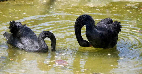 Cisne Negro Está Agua Con Fondo Bur — Foto de Stock