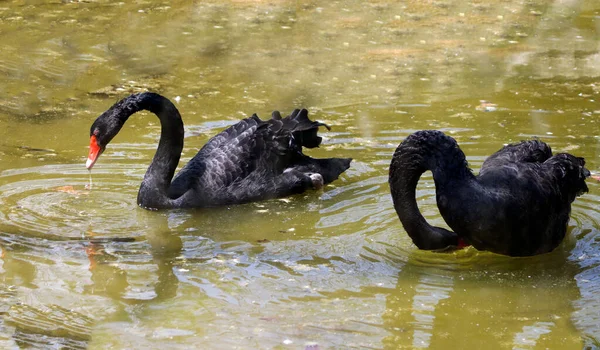 Schwarzer Schwan Ist Wasser Mit Bohrerhintergrund — Stockfoto