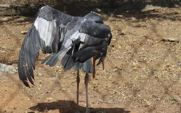 Kuş Kanatlarını Açarken Leylek Kuşu Duruyor Bulanık Bir Geçmişi Var — Stok fotoğraf