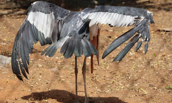 Storchenvogel Steht Während Der Vogel Seine Flügel Ausbreitet Mit Verschwommenem — Stockfoto