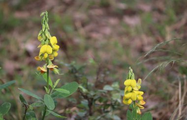 Bitkideki güzel sarı çiçek. bulanık arkaplanlı