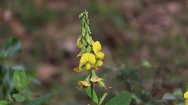 Bitkideki güzel sarı çiçek. bulanık arkaplanlı