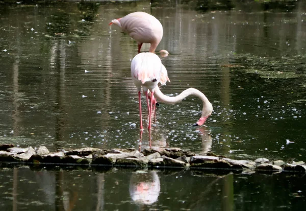 Flamingo Auf Beutesuche Wasser Unscharfen Hintergrund — Stockfoto