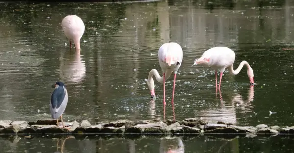 Flamingo Auf Beutesuche Wasser Unscharfen Hintergrund — Stockfoto