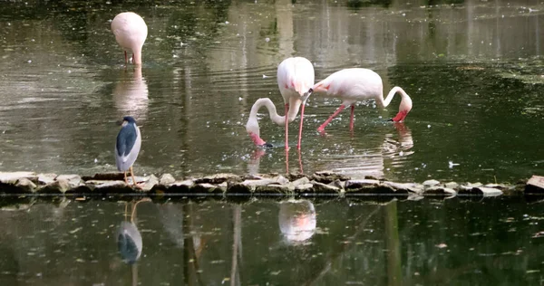 Flamingo Procura Presas Água Fundo Embaçado — Fotografia de Stock