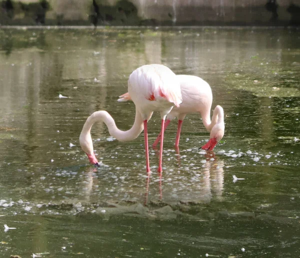 Flamingo Auf Beutesuche Wasser Unscharfen Hintergrund — Stockfoto