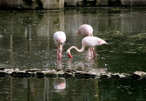 Flamingo Hledá Kořist Vodě Rozmazaném Pozadí — Stock fotografie