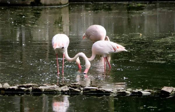 Flamingo Procura Presas Água Fundo Embaçado — Fotografia de Stock