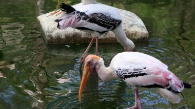 Boyanmış leylek turnaları suda av arıyorlar. Bulanık arkaplanda