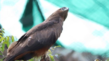 Kartal bir ağaç dalında duruyor. Soluk arkaplanda
