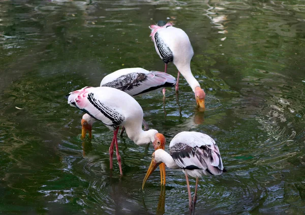 Painted Stork Cranes Looking Prey Water Dim Background — Stock Photo, Image