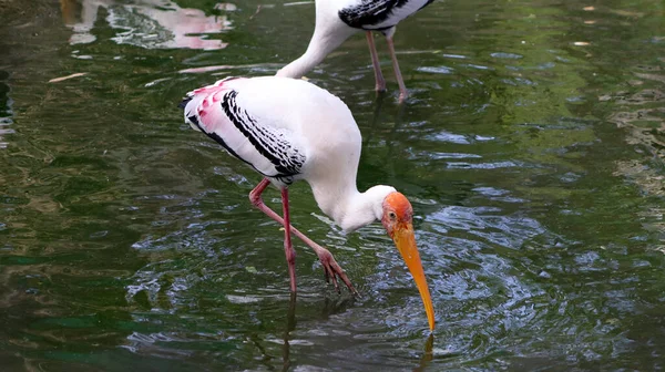 塗装されたコウノトリ水の中に獲物を探してクレーン 薄暗い背景で — ストック写真