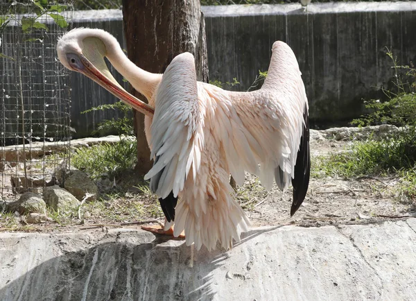 Pembe Pelikan Pelikan Onocrotalus Pelikan Familyasından Bir Kuş Türü Pelikanlar — Stok fotoğraf