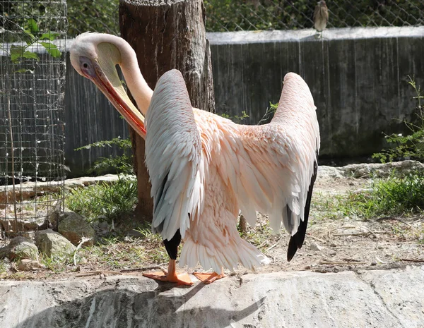 Pembe Pelikan Pelikan Onocrotalus Pelikan Familyasından Bir Kuş Türü Pelikanlar — Stok fotoğraf