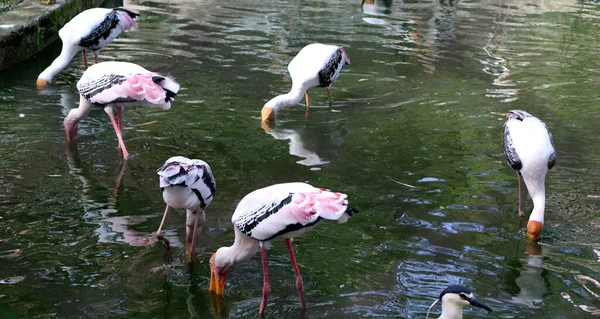 Cigüeña Pintada Grúas Buscando Presas Agua Fondo Borroso — Foto de Stock