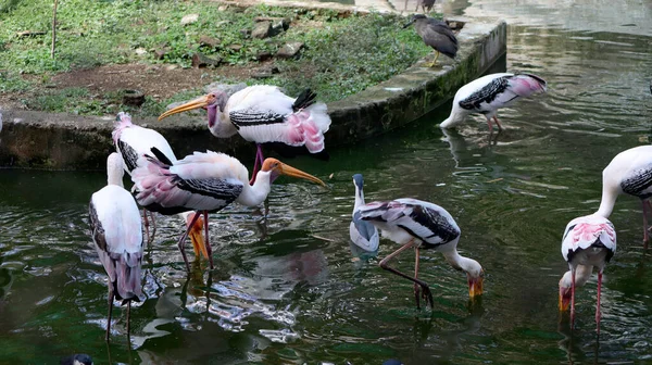 Painted Stork Cranes Looking Prey Water Blur Background — Stock Photo, Image