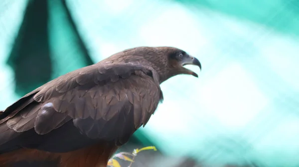 Der Adler Steht Mit Offenem Maul Mit Unscharfem Hintergrund — Stockfoto