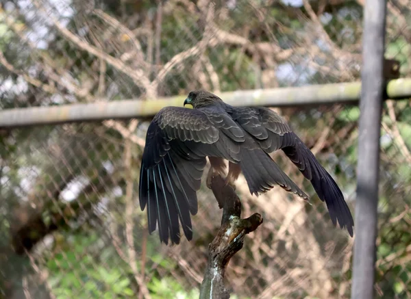 Der Adler Breitet Seine Flügel Aus Mit Unscharfem Hintergrund — Stockfoto