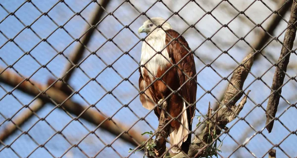 Der Adler Steht Wunderschön Drahtgeflecht — Stockfoto