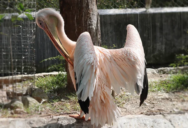 Pembe Pelikan Pelikan Onocrotalus Pelikan Familyasından Bir Kuş Türü Pelikanlar — Stok fotoğraf