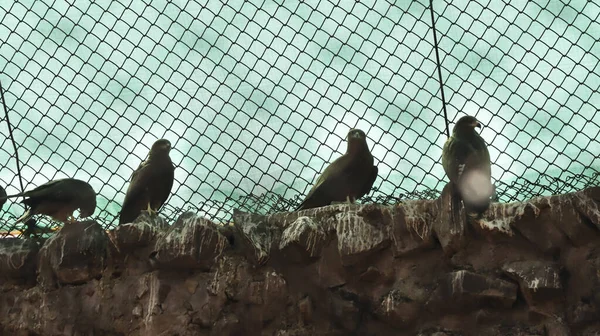 Les Aigles Tiennent Sur Mur Arrière Plan Flou — Photo