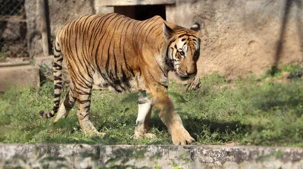 Vzali Když Jeden Tygrů Majestátně Kráčel Matném Pozadí — Stock fotografie